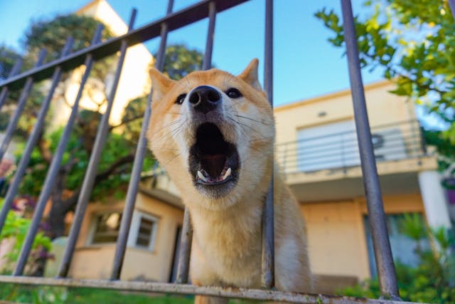 A dog with its head through a fence barking