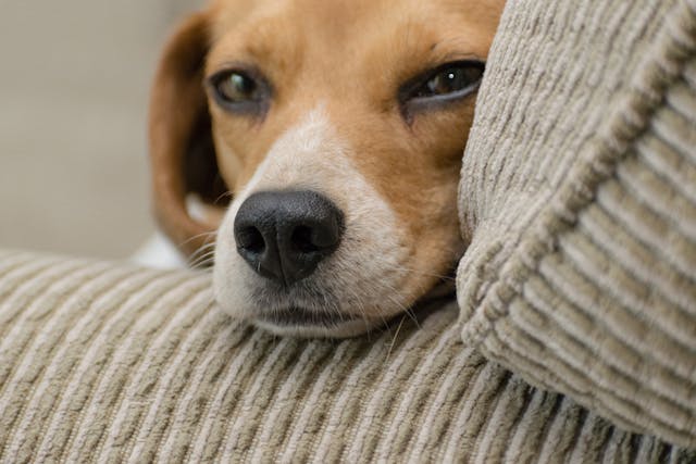 A dog resting its head on the arm of a couch