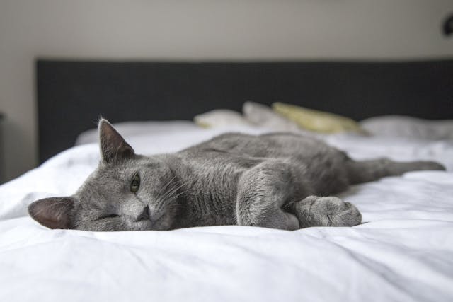 A solid gray cat laying on a bed.